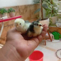 جوجه گلین لری