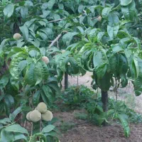 باغ ویلا روستایی|فروش خانه و ویلا|بوئین و میاندشت, |دیوار