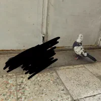 کبوتر پر|پرنده|شهرکرد, |دیوار