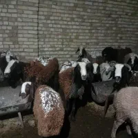 بره قوچ چالی