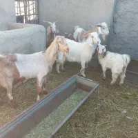 بز پاکستانی