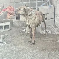 سگ پیتبول افغان