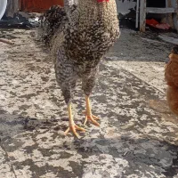 مرغ و خروس