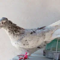 کفتر دم سفید