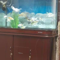 آکواریوم خم جیانگ اصل