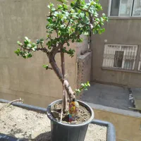 بونسای بنسای حرفه جید