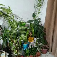 گل و گیاه طبیعی