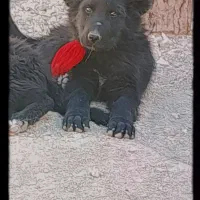 واگذاری سک قهدریجانی فی جفت۵|سگ|لنجان, |دیوار