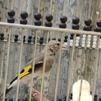 جوجه سهره