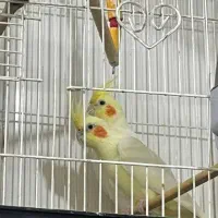 عروس هلندی|پرنده|خاش, |دیوار