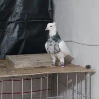 طوقی|پرنده|آبادان, |دیوار