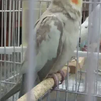 عروس هلندی گمشده