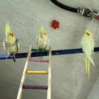 فروش عروس هلندی نر و ماده