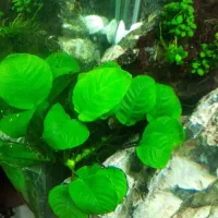 گیاه اکواریم