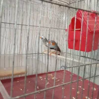 چند عدد پرنده|پرنده|گلستان (تهران), |دیوار