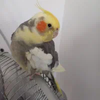 پرنده گم شده|حیوانات|قم, حاج خلیل|دیوار