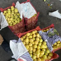 زردآلو با قیمت مناسب