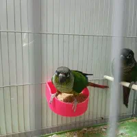 گرنچیک ماده