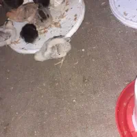 جوجه عربی وگلین|حیوانات مزرعه|سوسنگرد, |دیوار