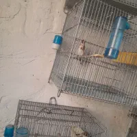 سهره نر .|پرنده|ساوه, |دیوار