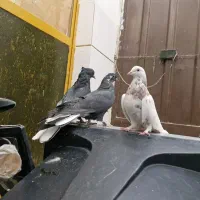 کفتر صداکن اصفهانی|پرنده|برخوار, |دیوار