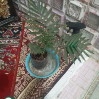 گل شاداب|گل و گیاه طبیعی|اردکان, |دیوار