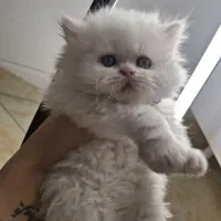 گربه نژاد دار بیریتیش