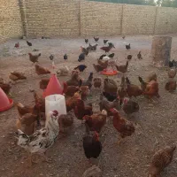 مرغ تخم گذار