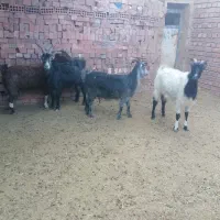 بز چاق کوهی
