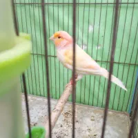 قناری نرمزایکی مست ویک عدد فنج