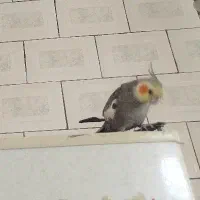 طوطی عروس هلندی سخنگو