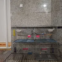 قفس جوجه پران|لوازم جانبی حیوانات|ارومیه, |دیوار