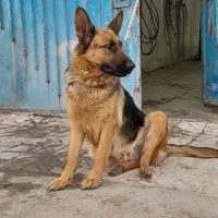 حیون سگ ژرمن|سگ|قزوین, |دیوار