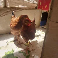 مرغ و خروس ۶ماهه