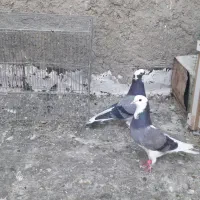 ماده شازده سبز گمشده