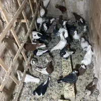 رنگه المانی کرمونی