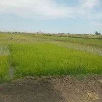 بذر شالی فجر