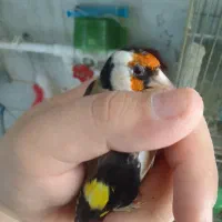 سره خلخال.سیمرغ|پرنده|ساوه, |دیوار