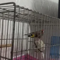 سهره  کرمانی نر|پرنده|گرگان, |دیوار