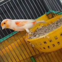 قناری سرامیکی