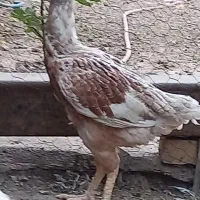مرغ لاری و خروس محلی