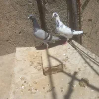 کبوتر پلاکی یا نامور