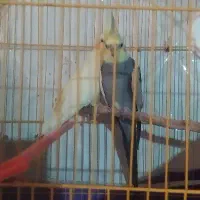 عروس هلندی