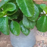 گل طعبی|گل و گیاه طبیعی|خرم‌آباد, |دیوار