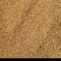 بذر یونجه تمیز