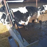 گاو گوشتی جوان