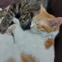 دوگربه پدر وپسر باهم واگذار میشود