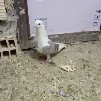 مجسمه کفتر|مجسمه، تندیس، ماکت|زابل, |دیوار