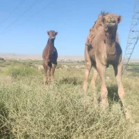 جونگ 6ماه بچه شتر|حیوانات مزرعه|مشهد, مهدی آباد|دیوار