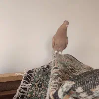 دم سفید|پرنده|اسفراین, |دیوار